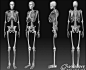 人体后背骨骼图的搜索结果_百度图片搜索