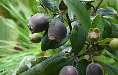 二梦家的玛茜芮采集到#恋物癖# 【 植物】