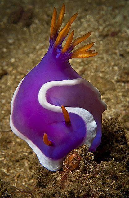 Nudibranch