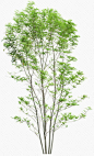 立面树稀疏树叶植物素材-觅元素51yuansu.com
