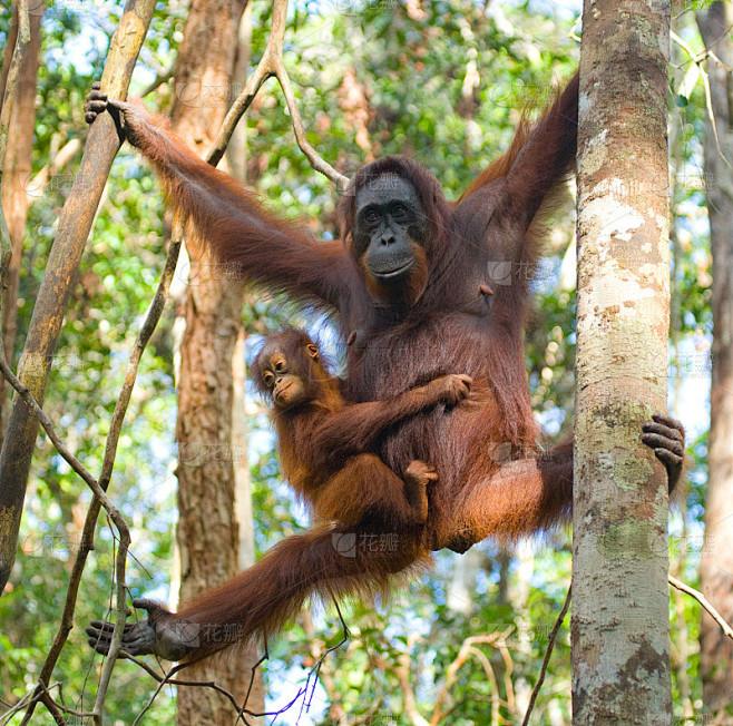 树上的母猩猩带着一个孩子。