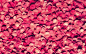 Earth - Rose  Petal Rose Petals Wallpaper