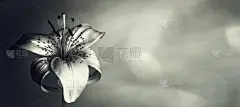同情卡与白百合花和复制空间