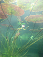 水下睡莲|  想法|  Pinterest |  百合和水下