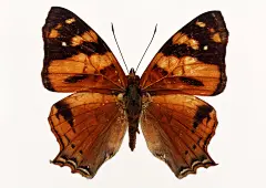 五彩缤纷的蝴蝶昆虫标本壁纸-手机版