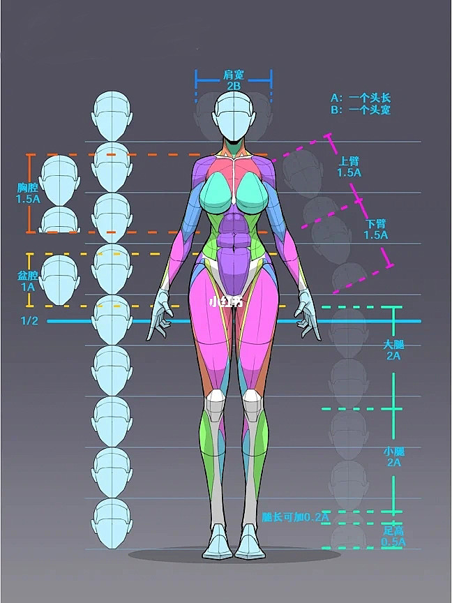 女人体比例概括