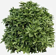 绿色园林植物免抠素材_新图网 https://ixintu.com 叶子 手绘 春天 植物 绿色