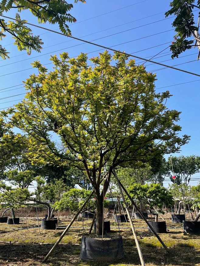 麻楝08-花瓣网