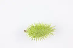 素材，图片，壁纸，植物，果子，818A5663 – 饿狐背景网站-微距高清设计素材免费图片下载海报壁纸摄影背景素材，背景图，背景墙，背景板，背景图片，背景纹理，背景板设计，背景材质，背景大图