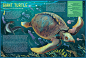 infographic book megafauna animals Ancient Nature meet the megafauna! Palaeogen