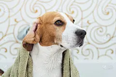 比格犬坐在浴缸里等待晾干