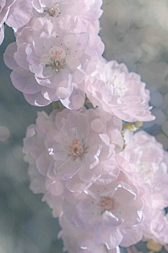 moliko采集到那些花儿