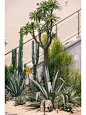 沙生植物主题花园
