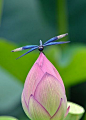 Dragonfly on a lotus blossom.: 
