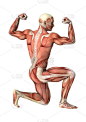 3D渲染男性解剖图与肌肉地图上的白色