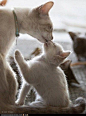 White mother cat and kitten: 