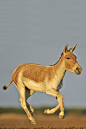 奇蹄目·马型亚目·马科·马属：亚洲野驴
