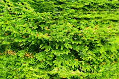 冷杉树早午餐近距离。浅的焦点。毛茸茸的冷杉树，近距离拍摄。圣诞壁纸的概念。