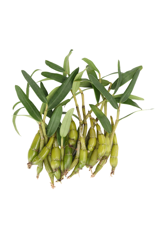 霍山米斛鲜条 png