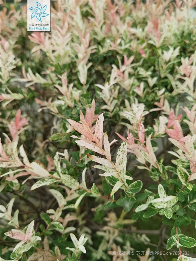 彩叶杞柳 Salix integra Thunb. 'Hakuro Nishiki' 中国植物图像库-花瓣网