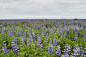冰岛国,农业,云,草,花的组成部分,植物,户外,草地,北,自然