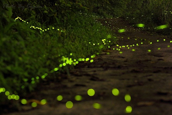 吊炸天的夜间摄影 探秘神奇的森林萤火虫 ...