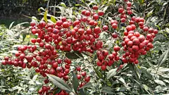 南国红豆特写桌面高清壁纸桌面壁纸4