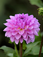 【花卉写真】Dahlia <wbr>(大丽花45P)