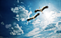 crane wallpaper 6651