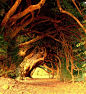 1000年历史的红豆杉树，威尔斯