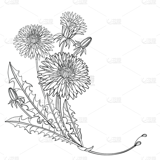 叶子,花蕾,华丽的,矢量,蒲公英,黑色,...