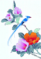 中国工笔花鸟-牡丹枝头鸣啭的蓝色长尾鸟