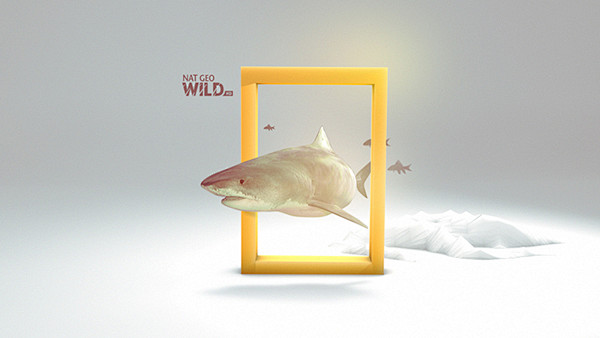 NAT GEO WILD : Fox s...