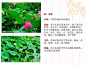 130种·北方常用园林植物集锦_124