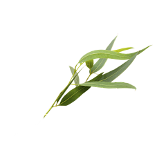 一颗大米粒儿采集到植物素材