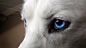 General 1920x1080 animals blue eyes Siberian Husky  dog