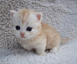 This little ginger and white kitten could make me cry from it's cuteness!: 网盘资源搜索soupanjun.com #喵星人# #萌#