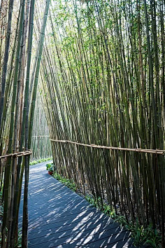竹子景观