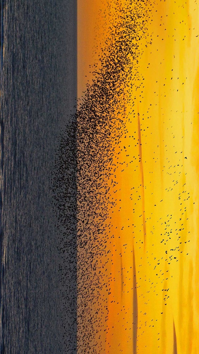夕阳下的椋鸟，英格兰布莱克浦 (© Me...