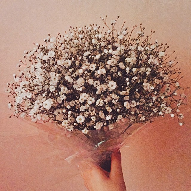 Gypsophila | 搜索Insta...