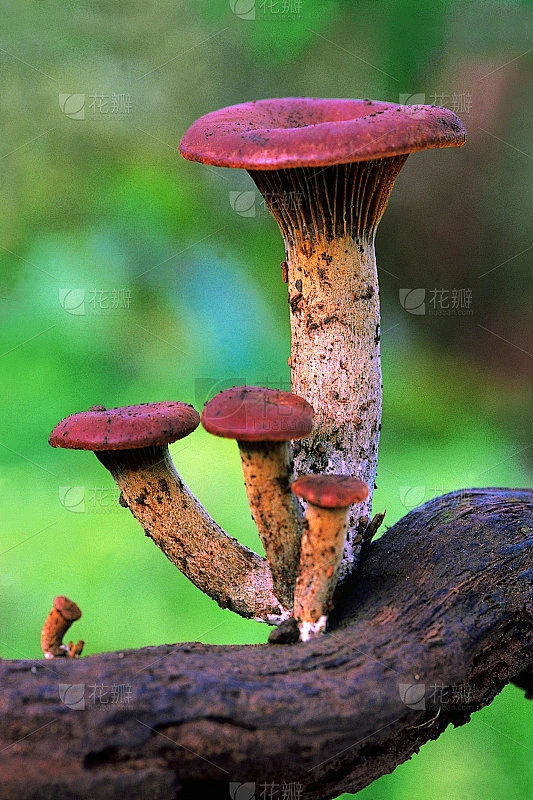 类:Homobasidiomycetes。系列:伞菌类。秩序:伞菌目。一种生长在圆木上的蘑菇簇状排列素材-花瓣网