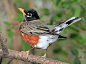 “american robin”的图片搜索结果