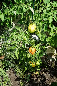 西红柿种植在园林城市园艺