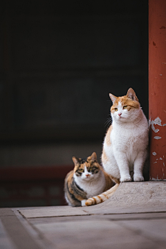 紫橦采集到故宫的猫