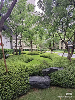 吃鱼的猫儿采集到植物空间