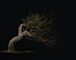 Foliage Tree Creation in Maya and Zbrush Tutorial: Renders!