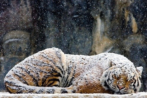 1--9#睡觉#大#雪#猫#摄影#老虎#...