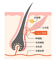 wty_loo采集到皮肤管理