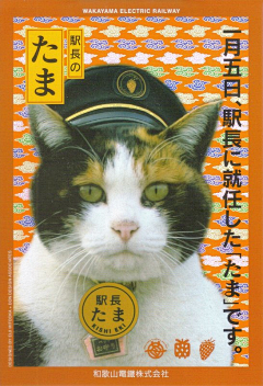 就叫啊陳吧采集到猫