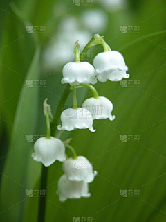 鬻何采集到花类，植物，动物，生物等